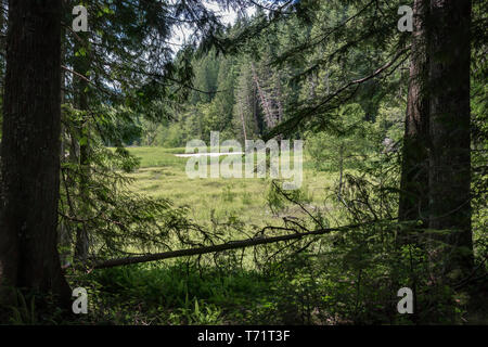 Ein Sumpf von Pinien und Gras in Mt Rainier National Park, Washington State umgeben. Stockfoto