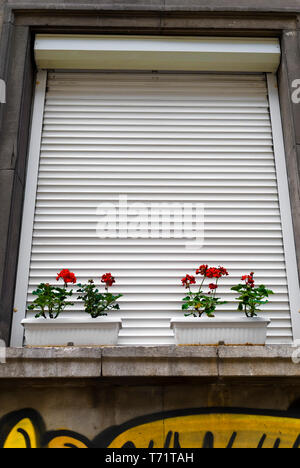 Blumen auf ein Fenster mit Jalousien. Stockfoto
