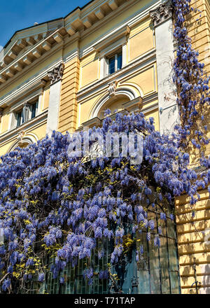 Glyzine (Wisteria sinensis) auf einem Haus Wand; Sofia, Bulgarien; Stockfoto