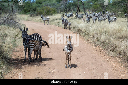 Junge zebra steht auf einem Feldweg mit Mutter steht hinter, während eine Herde zebras Uhren aus der Distanz. Stockfoto