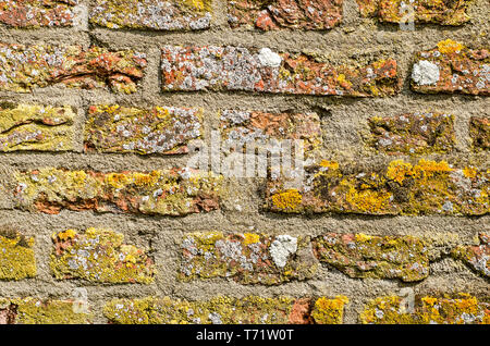 Nahaufnahme von einer alten Mauer mit Flechten in verschiedenen Farben sowie andere Verunreinigungen nahezu vollständig für die Original orange rot des masonr Stockfoto