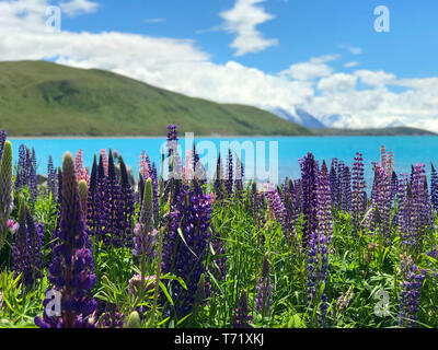 Schöne Lupin Blumen in Lake Tekapo rosa lila gelb weiß Blau mit türkisblauem Wasser und Berge mit schneebedeckten Gap in Neuseeland Stockfoto