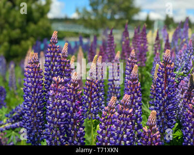 Schöne Lupin Blumen in Lake Tekapo rosa lila gelb weiß Blau mit türkisblauem Wasser und Berge mit schneebedeckten Gap in Neuseeland Stockfoto