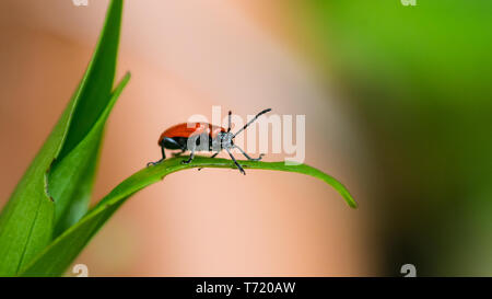 Eine Makroaufnahme eines roten lily Käfer auf einem grünen Blatt. Stockfoto