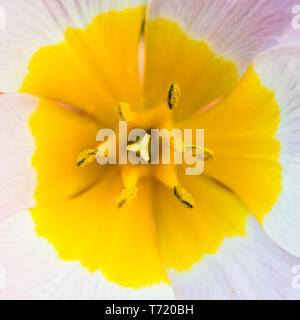 Eine Makroaufnahme einer Tulpe lila Wunder Bloom. Stockfoto