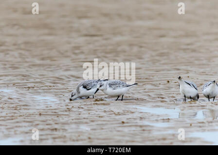 Sanderlings winter Gefieder allein Gruppe Stockfoto