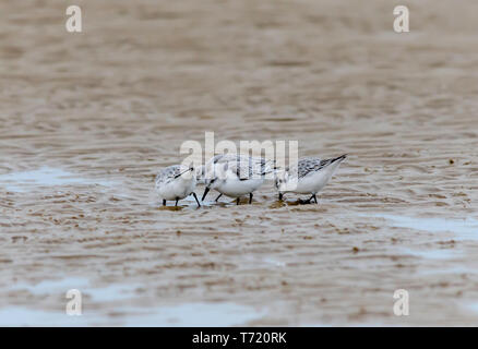 Sanderlings winter Gefieder allein Gruppe Stockfoto