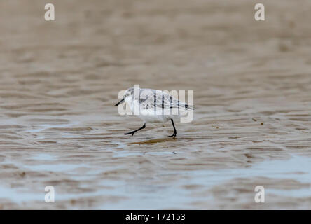 Sanderlings winter Gefieder allein Gruppe Stockfoto