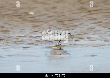 Sanderlings winter Gefieder allein Gruppe Stockfoto