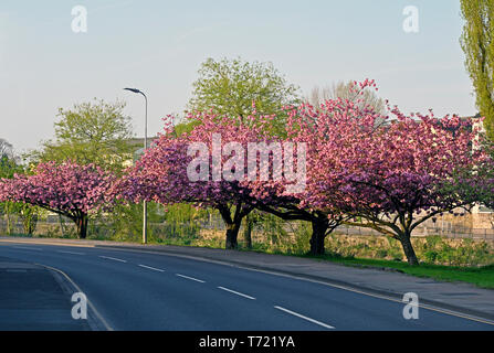Rosa blühende Kirschbäume (Prunus 'Kanzan') in voller Blüte im Frühjahr. Aynam Road, Kendal, Cumbria, England, Vereinigtes Königreich, Europa. Stockfoto