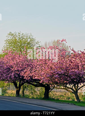 Rosa blühende Kirschbäume (Prunus 'Kanzan') in voller Blüte im Frühjahr. Aynam Road, Kendal, Cumbria, England, Vereinigtes Königreich, Europa. Stockfoto