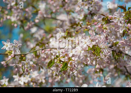 Kirschblüte oder Sakura Blume, Frühling Morgen Stockfoto