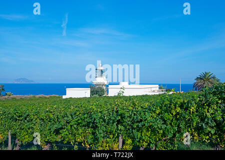 Weinberg, Capofaro Resort, Salina, Äolischen Inseln, Sizilien, Italien, Europa, EU Stockfoto