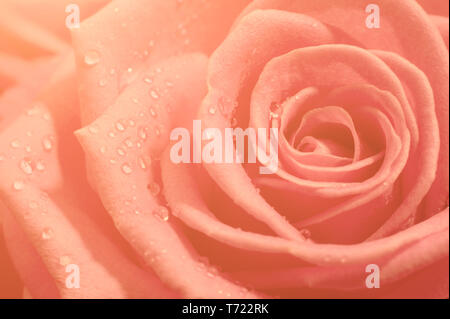 Ausschreibung orange Rose mit Wassertropfen Nahaufnahme. Makro Bild mit kleinen Tiefenschärfe. Stockfoto