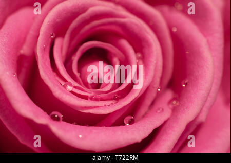 Zartes Rosa Rose mit Wassertropfen Nahaufnahme. Makro Bild mit kleinen Tiefenschärfe. Stockfoto