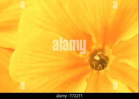 Bunte Leiter der gelben Primula close-up. Makro Bild mit kleinen Tiefenschärfe. Stockfoto