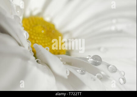 Kamille Makro mit Tropfen Wasser. Natur Hintergrund, die Blume in der Nähe mit kleinen Tiefenschärfe. Stockfoto