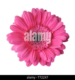 Rosa Gerbera mit Tautropfen in der Nähe auf weißem Hintergrund. Makro Bild mit kleinen Tiefenschärfe. Stockfoto