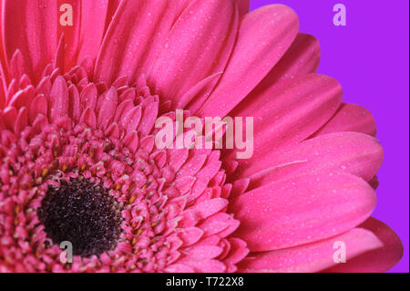 Rosa Gerbera mit Tautropfen Nahaufnahme am violetten Hintergrund. Makro Bild mit kleinen Tiefenschärfe. Bunte frische Hintergrund für Ihr Design. Stockfoto