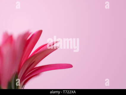 Rosa Gerbera Petalen mit Wassertropfen auf einem rosa Hintergrund. Hintergrund mit Copyspace für Ihr Design. Makro Bild mit kleinen Tiefenschärfe. Stockfoto