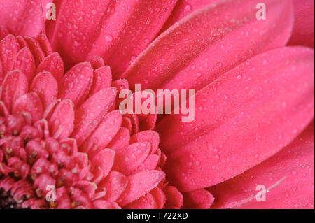 Rosa Gerbera mit Tropfen Wasser. Bunte Frischer Frühling Hintergrund für Ihr Design. Makro Bild mit kleinen Tiefenschärfe. Stockfoto