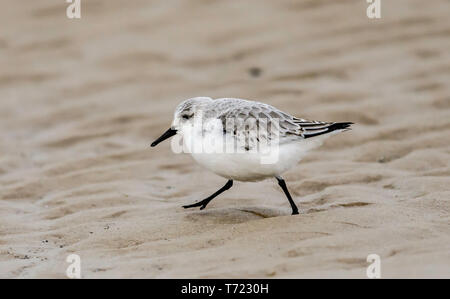 Sanderlings winter Gefieder allein Gruppe Stockfoto