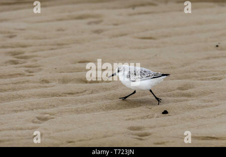 Sanderlings winter Gefieder allein Gruppe Stockfoto