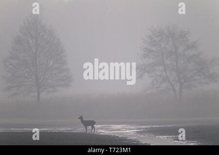 Red Deer hind im Morgennebel Stockfoto