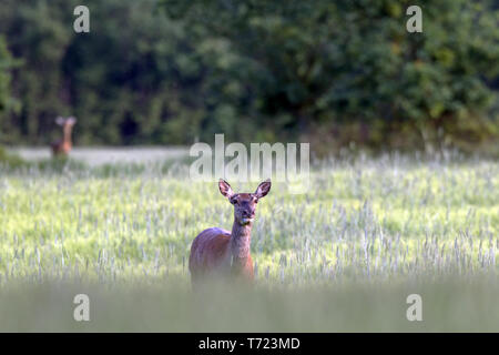 Red Deer hind Roe Buck in einem Müsli Feld Stockfoto