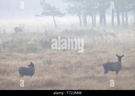 Red Deer hind und Kalb im Morgennebel Stockfoto