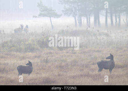 Red Deer hind und Kalb im Morgennebel Stockfoto