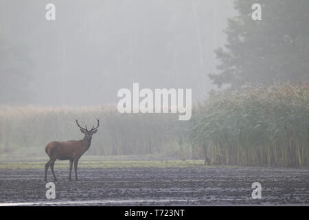 Red Stag am frühen Morgen Stockfoto