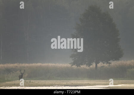 Red Stag am frühen Morgen Stockfoto