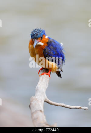 Schöner vogel Kingfisher, Madagaskar Stockfoto