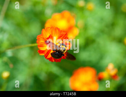 Eine japanische Tischler Biene auf einer Blume in Orange cosmos Hama-rikyu Gardens, Tokio (Alloxylocopa circumvolans Appendiculata) Stockfoto