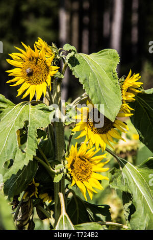 Sonnenblumen in voller Blüte Stockfoto