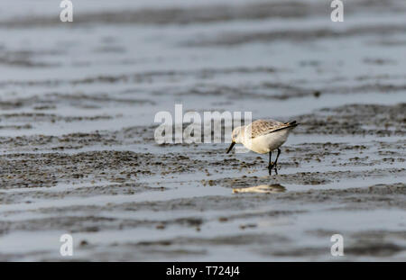 Sanderlings winter Gefieder allein Gruppe Stockfoto