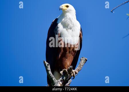 Fish Eagle im Moremi Game Reserve Stockfoto