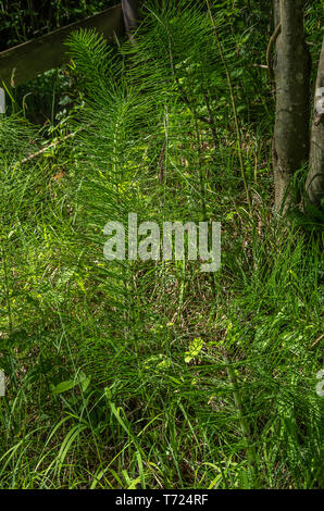 Vegetation der riesigen Schachtelhalm, Equisetum telmateia, in einer natürlichen Umgebung. Stockfoto