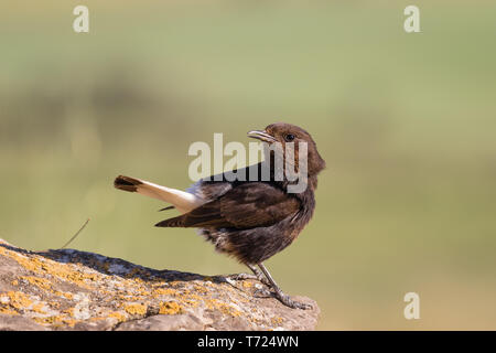 Schwarze Steinschmätzer (Oenanthe leucura) auf einem Stein sitzend, Lleida, Katalonien, Spanien Stockfoto