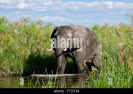 Atemberaubende stier Elefanten im Okavango Delta Stockfoto