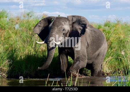 Atemberaubende stier Elefanten im Okavango Delta Stockfoto