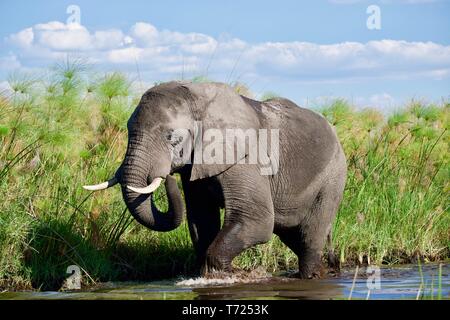 Atemberaubende stier Elefanten im Okavango Delta Stockfoto