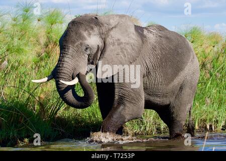 Atemberaubende stier Elefanten im Okavango Delta Stockfoto