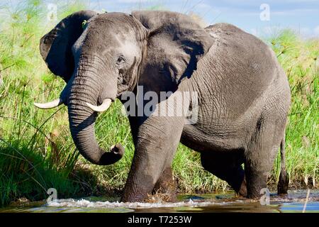 Atemberaubende stier Elefanten im Okavango Delta Stockfoto