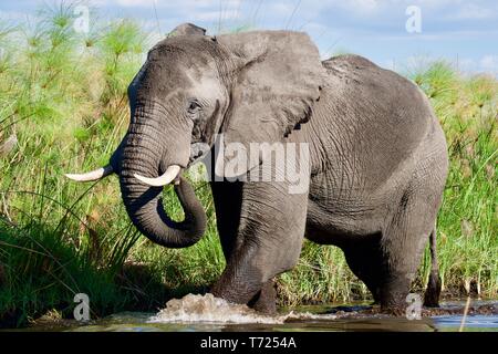 Atemberaubende stier Elefanten im Okavango Delta Stockfoto