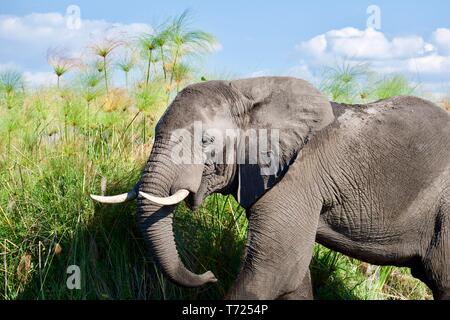 Atemberaubende stier Elefanten im Okavango Delta Stockfoto