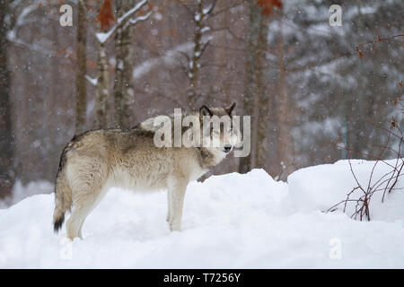 Ein einsamer Timber Wolf oder grauen Wolf Canis lupus in der fallende Schnee im Winter in Kanada Stockfoto