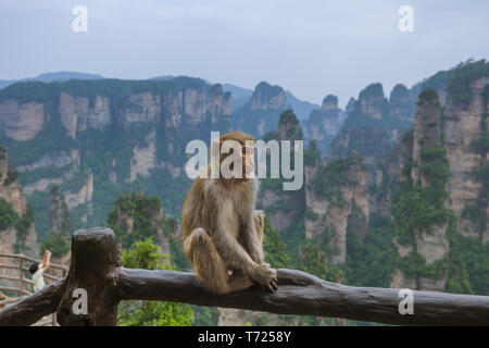 Affe in Tianzi Avatar Berge Natur Park - Landschaftspark Wulingyuan gelegen China Stockfoto