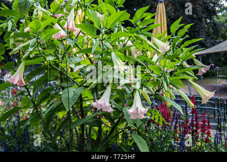 Giftige Trompete Baum mit großen glockenförmigen Blüten Stockfoto